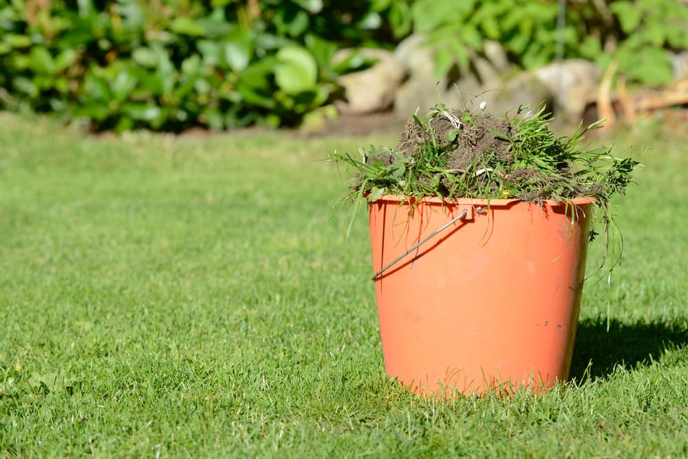 Weed Control Services